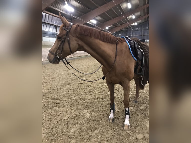 Deutsches Sportpferd Stute 13 Jahre 172 cm Fuchs in Speyer