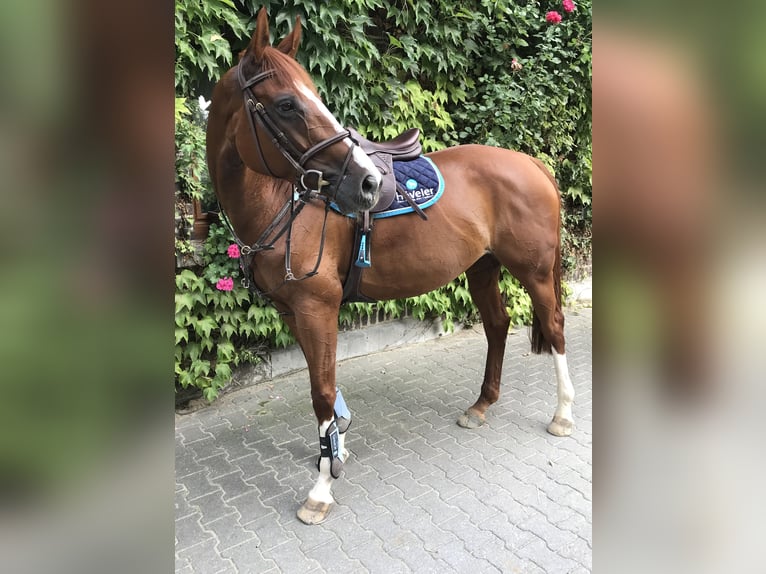 Deutsches Sportpferd Stute 13 Jahre 172 cm Fuchs in Speyer