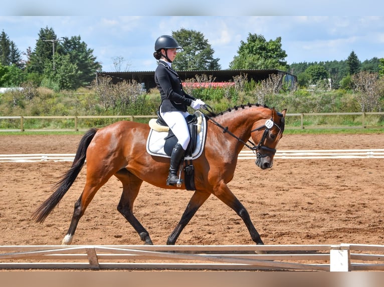 Deutsches Sportpferd Stute 13 Jahre in Bad Liebenwerda