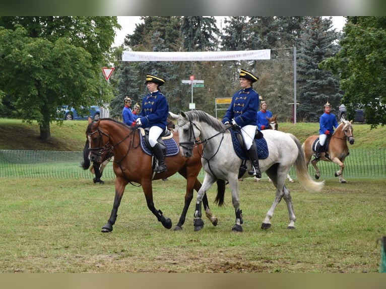 Deutsches Sportpferd Stute 13 Jahre in Bad Liebenwerda