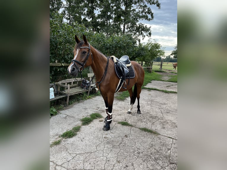 Deutsches Sportpferd Stute 13 Jahre in Bad Liebenwerda