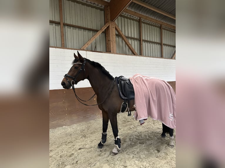 Deutsches Sportpferd Stute 14 Jahre 162 cm Brauner in Voltlage