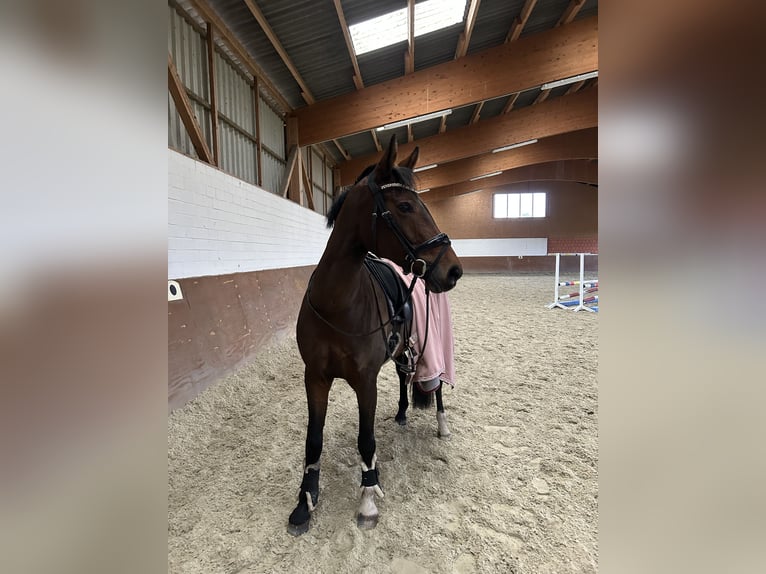 Deutsches Sportpferd Stute 14 Jahre 162 cm Brauner in Voltlage