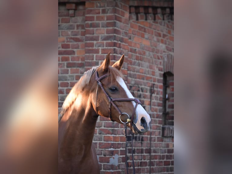 Deutsches Sportpferd Stute 14 Jahre 163 cm Fuchs in Kathendorf