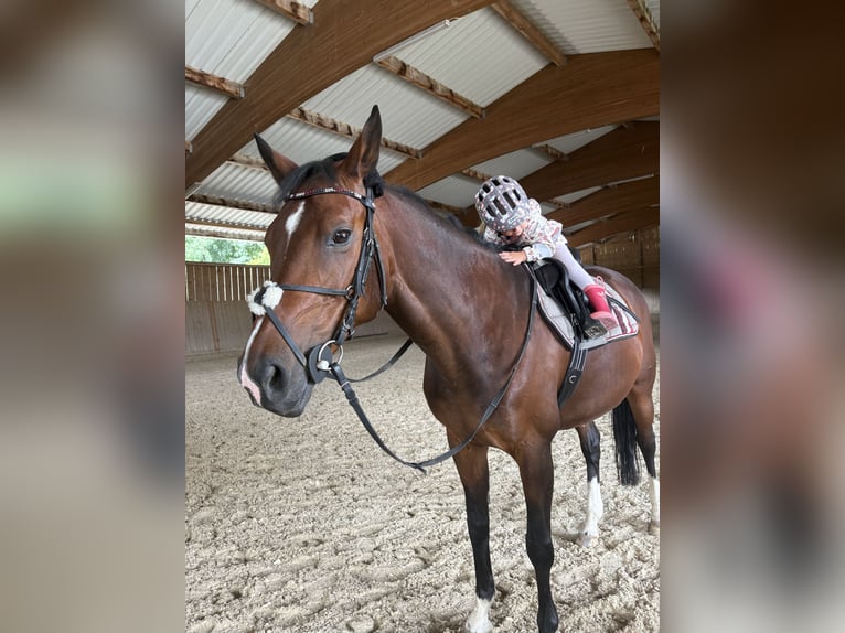 Deutsches Sportpferd Stute 14 Jahre 164 cm Brauner in Sauerlach