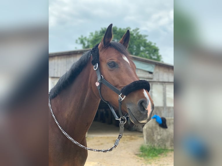 Deutsches Sportpferd Stute 14 Jahre 164 cm Brauner in Sauerlach