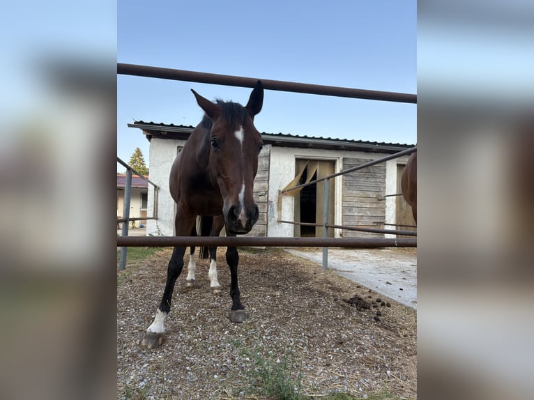 Deutsches Sportpferd Stute 14 Jahre 164 cm Brauner in Sauerlach