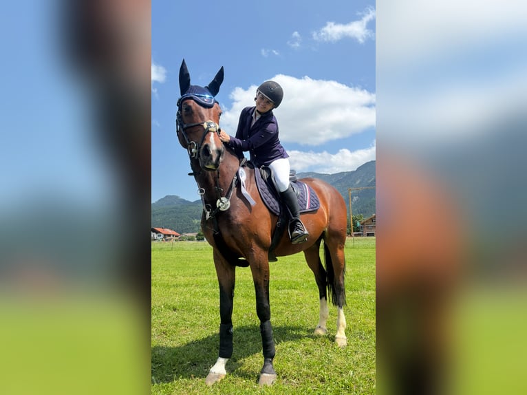 Deutsches Sportpferd Stute 14 Jahre 164 cm Brauner in Sauerlach