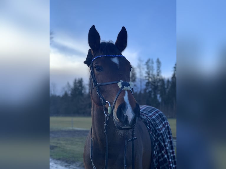 Deutsches Sportpferd Stute 14 Jahre 164 cm Brauner in Sauerlach