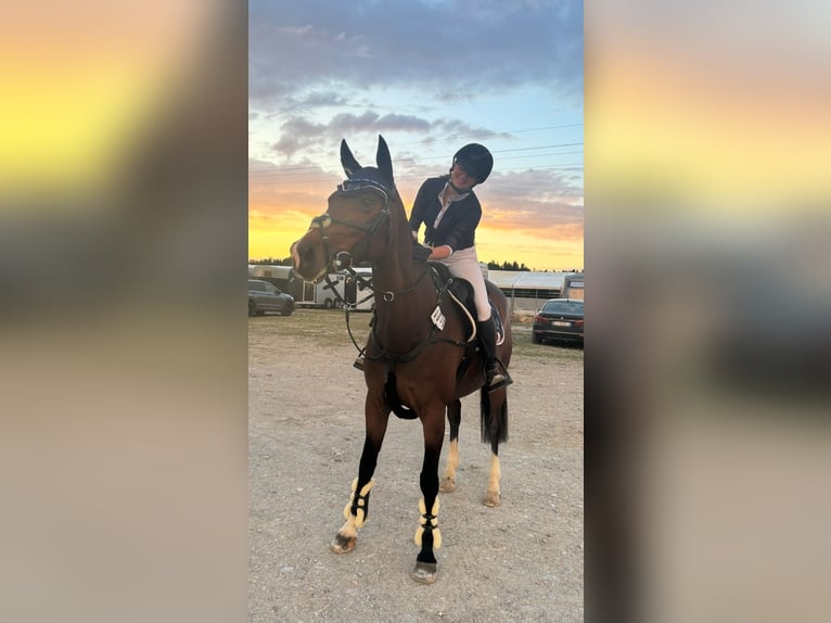 Deutsches Sportpferd Stute 14 Jahre 164 cm Brauner in Sauerlach