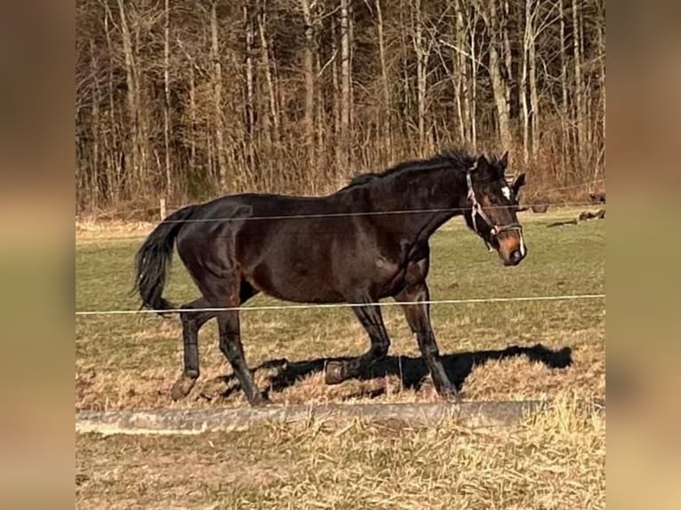 Deutsches Sportpferd Stute 14 Jahre 164 cm Dunkelbrauner in Niepars