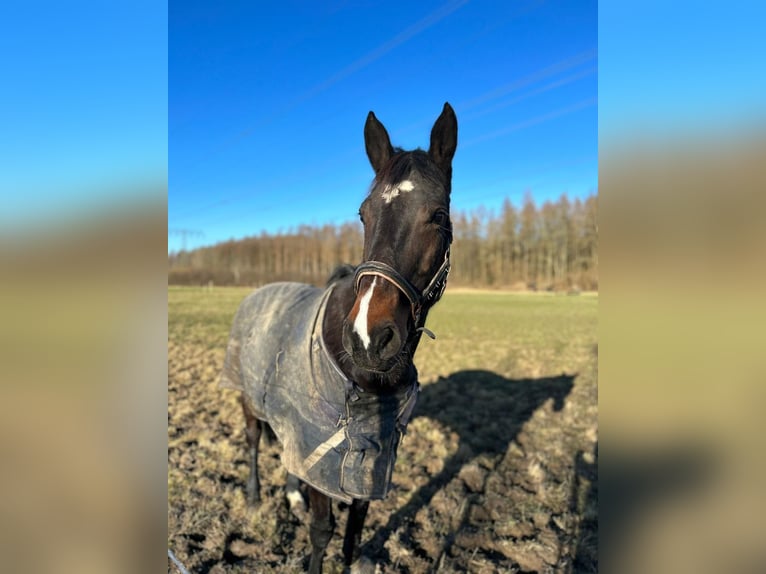 Deutsches Sportpferd Stute 14 Jahre 164 cm Dunkelbrauner in Niepars