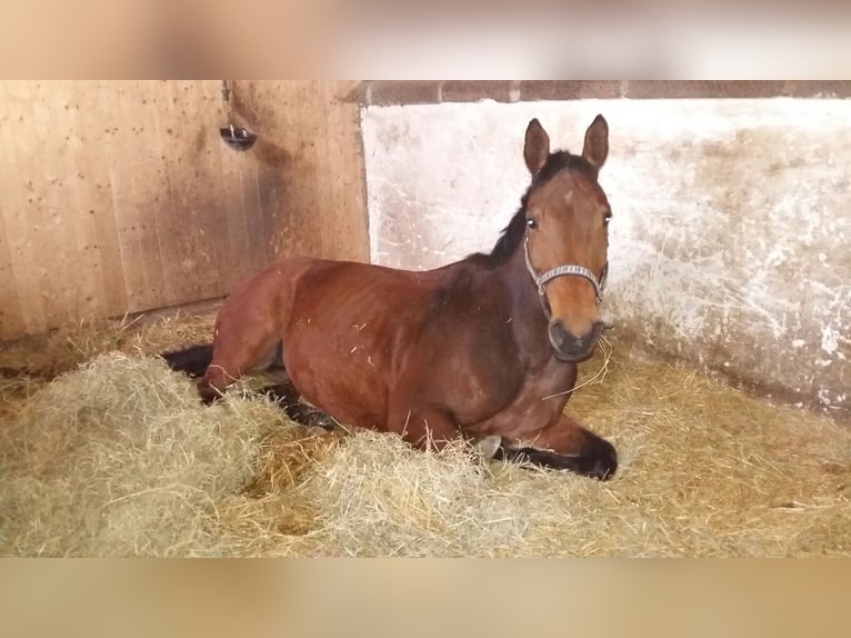 Deutsches Sportpferd Stute 14 Jahre 165 cm Brauner in Dolle