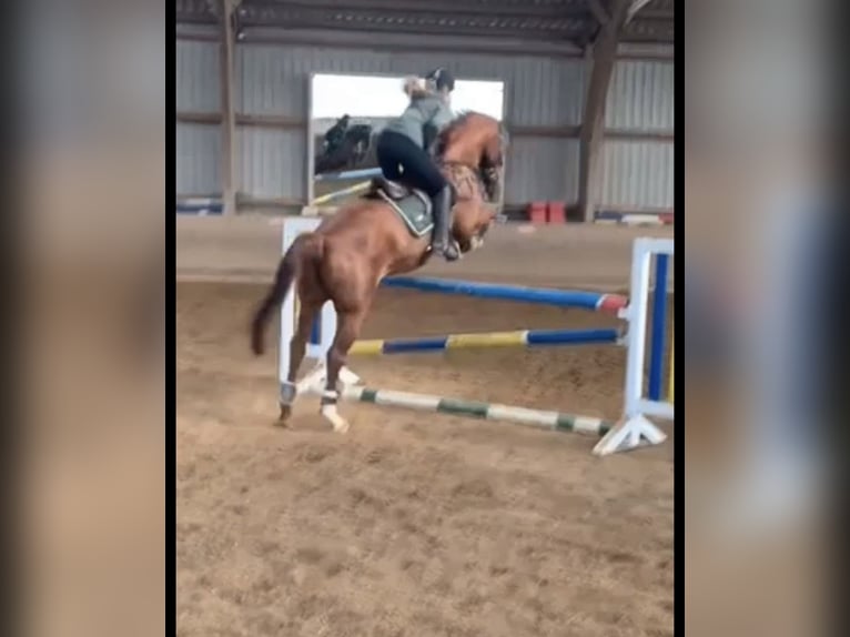 Deutsches Sportpferd Stute 14 Jahre 165 cm Fuchs in Henstedt-Ulzburg