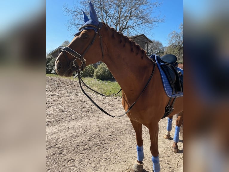 Deutsches Sportpferd Stute 14 Jahre 165 cm Fuchs in Henstedt-Ulzburg