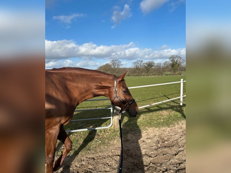 Deutsches Sportpferd Stute 14 Jahre 165 cm Fuchs in Henstedt-Ulzburg