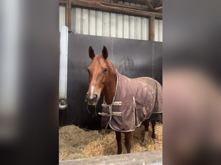 Deutsches Sportpferd Stute 14 Jahre 165 cm Fuchs in Henstedt-Ulzburg