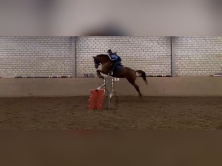 Deutsches Sportpferd Stute 14 Jahre 165 cm Fuchs in Henstedt-Ulzburg