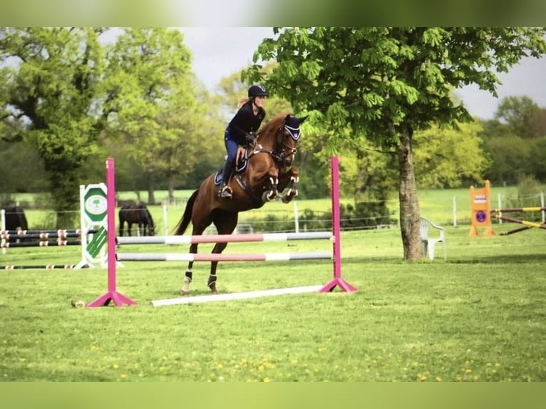 Deutsches Sportpferd Stute 14 Jahre 165 cm Fuchs in Henstedt-Ulzburg