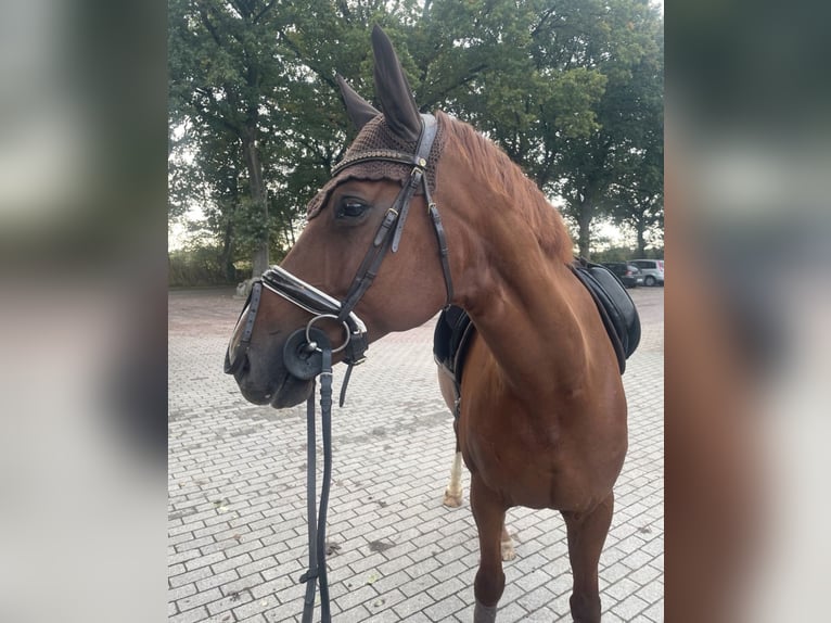 Deutsches Sportpferd Stute 14 Jahre 165 cm Fuchs in Henstedt-Ulzburg