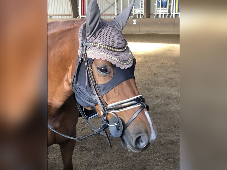 Deutsches Sportpferd Stute 14 Jahre 165 cm Fuchs in Henstedt-Ulzburg