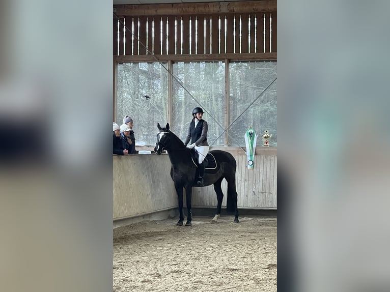 Deutsches Sportpferd Stute 14 Jahre 165 cm Schwarzbrauner in Schweitenkirchen