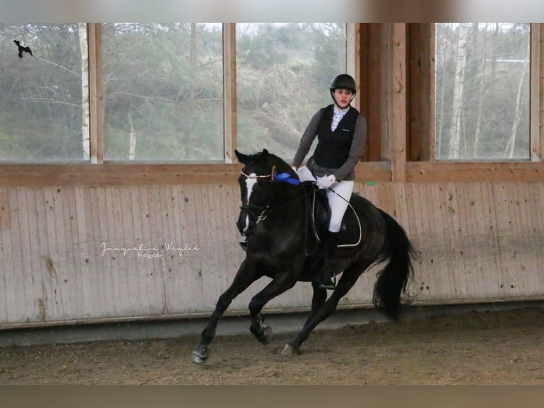 Deutsches Sportpferd Stute 14 Jahre 165 cm Schwarzbrauner in Schweitenkirchen