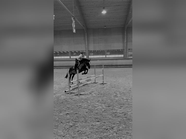 Deutsches Sportpferd Stute 14 Jahre 165 cm Schwarzbrauner in Schweitenkirchen