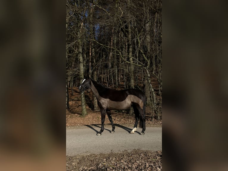 Deutsches Sportpferd Stute 14 Jahre 165 cm Schwarzbrauner in Schweitenkirchen