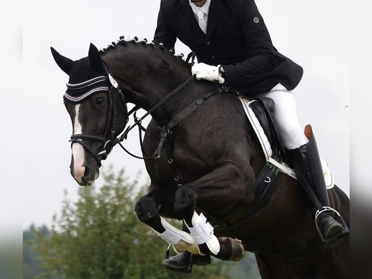 Deutsches Sportpferd Stute 14 Jahre 166 cm Rappe in Burgthann