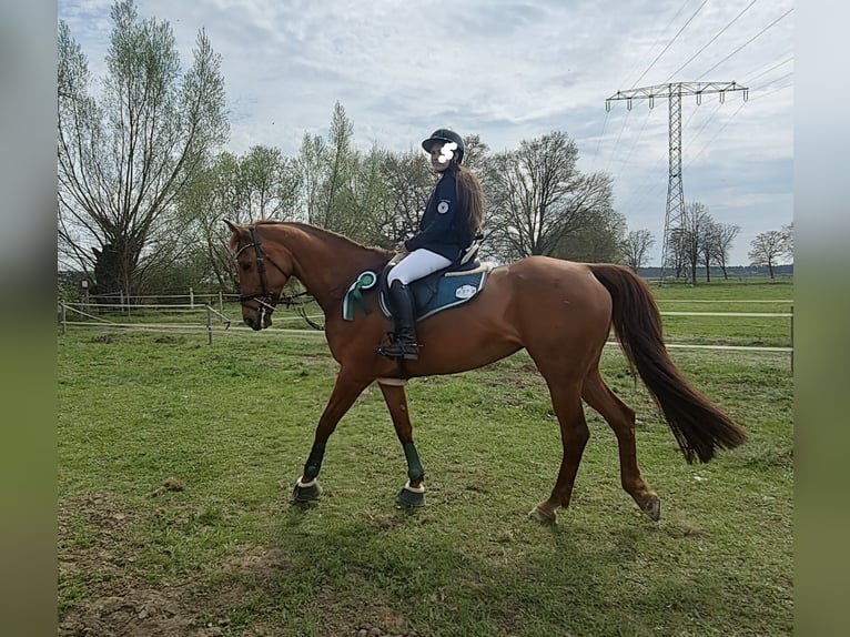 Deutsches Sportpferd Stute 14 Jahre 167 cm Dunkelfuchs in Krielow