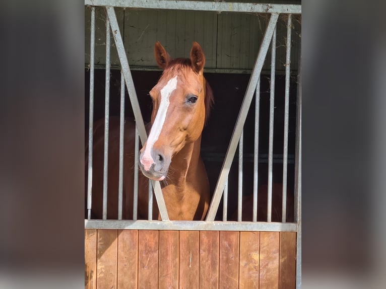 Deutsches Sportpferd Stute 14 Jahre 167 cm Fuchs in Ahaus