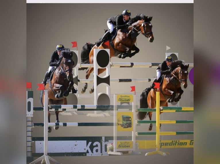 Deutsches Sportpferd Stute 14 Jahre 168 cm Brauner in Mutlangen