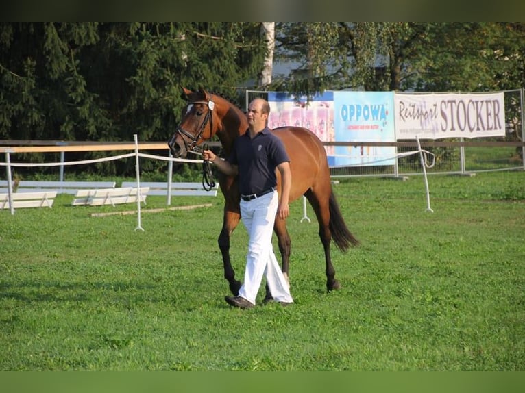 Deutsches Sportpferd Stute 14 Jahre 168 cm Brauner in Bad Birnbach