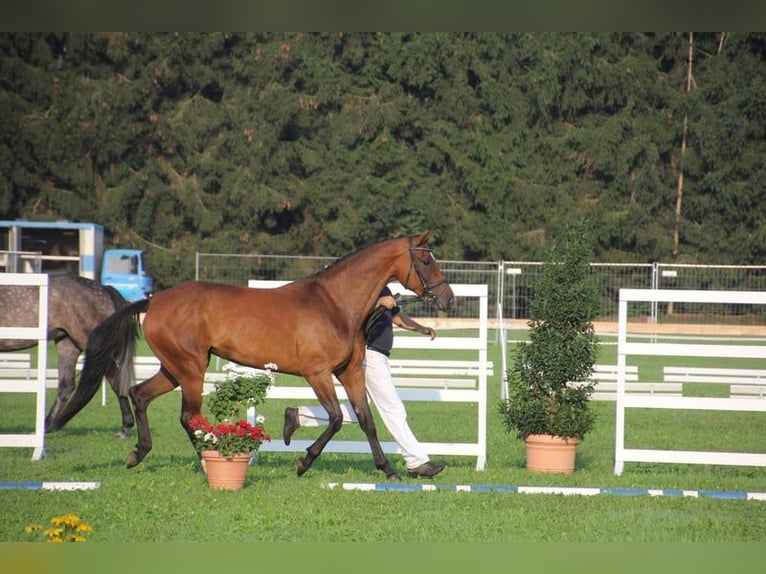 Deutsches Sportpferd Stute 14 Jahre 168 cm Brauner in Bad Birnbach