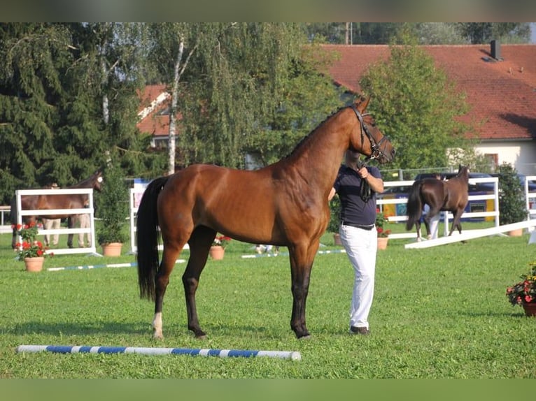 Deutsches Sportpferd Stute 14 Jahre 168 cm Brauner in Bad Birnbach