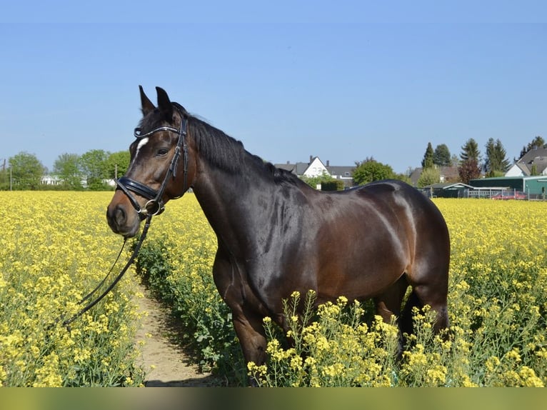 Deutsches Sportpferd Stute 14 Jahre 168 cm Dunkelbrauner in Fr&#xF6;ndenberg