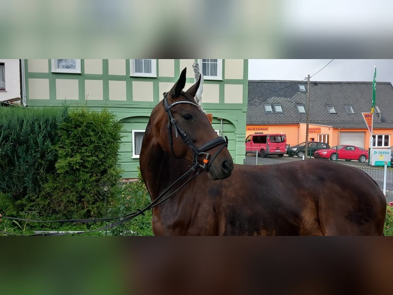 Deutsches Sportpferd Stute 14 Jahre 170 cm Dunkelbrauner in Eibau