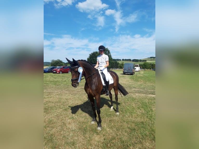 Deutsches Sportpferd Stute 14 Jahre 170 cm Dunkelbrauner in Eibau