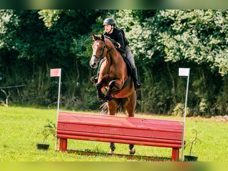 Deutsches Sportpferd Stute 14 Jahre 172 cm Rotbrauner in Warszawa