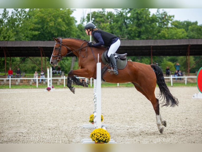 Deutsches Sportpferd Stute 14 Jahre 172 cm Rotbrauner in Warszawa