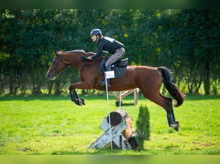 Deutsches Sportpferd Stute 14 Jahre 172 cm Rotbrauner in Warszawa