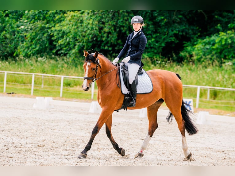 Deutsches Sportpferd Stute 14 Jahre 172 cm Rotbrauner in Warszawa