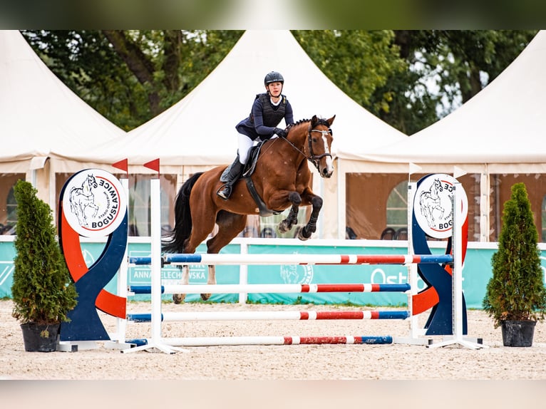 Deutsches Sportpferd Stute 14 Jahre 172 cm Rotbrauner in Warszawa
