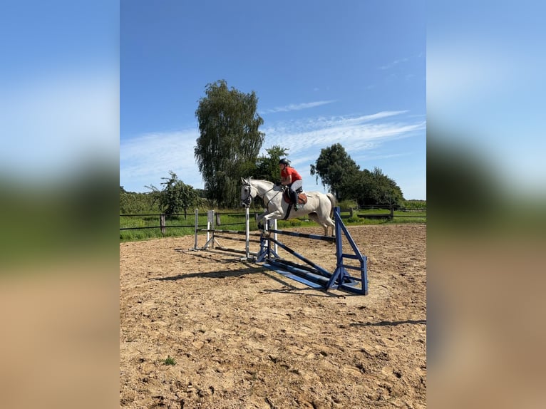 Deutsches Sportpferd Stute 14 Jahre 173 cm Schimmel in Schwarzbach