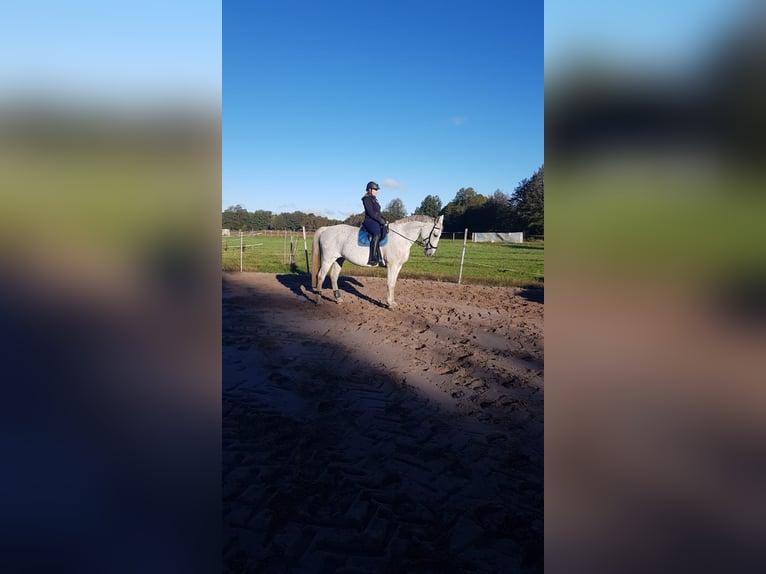 Deutsches Sportpferd Stute 14 Jahre 173 cm Schimmel in Schwarzbach