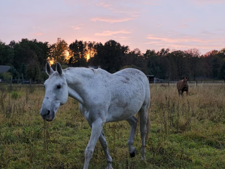 Deutsches Sportpferd Stute 14 Jahre 173 cm Schimmel in Schwarzbach