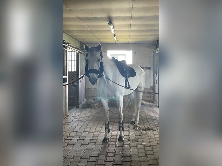 Deutsches Sportpferd Stute 14 Jahre 173 cm Schimmel in Stralsund
