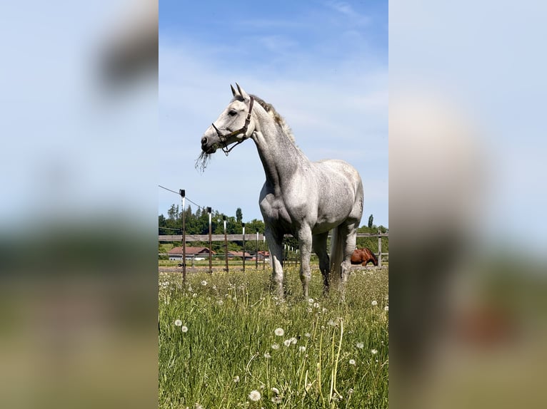 Deutsches Sportpferd Stute 14 Jahre 173 cm Schimmel in Bischofswiesen