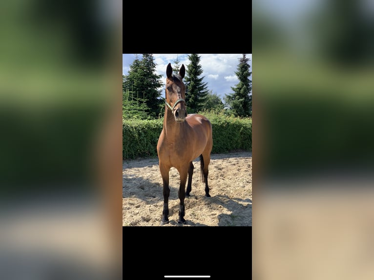Deutsches Sportpferd Stute 14 Jahre 174 cm Brauner in Hamm